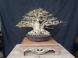 Bonsai Anting Putri Kecil